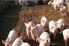 Is there a case for legalising pigswill?